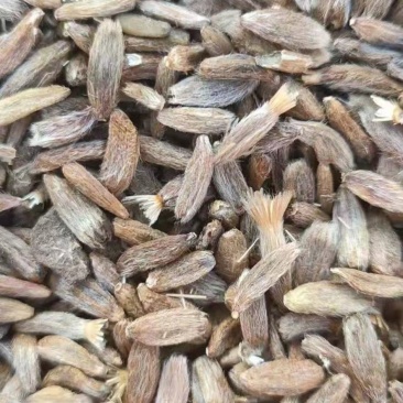 改良纯新白术种籽发芽率九十