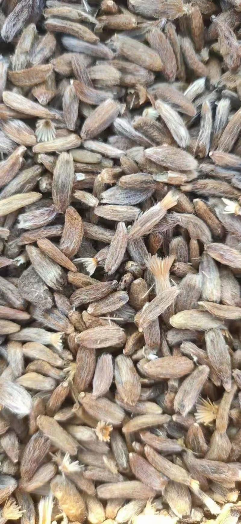 改良纯新白术种籽发芽率九十