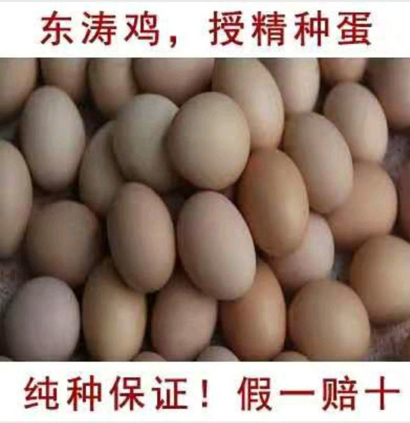 东涛鸡种蛋包100%受精10个起包邮