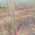 泗水县杨柳镇郭家庄村白皮，无棉107种苗销售中，2个左右