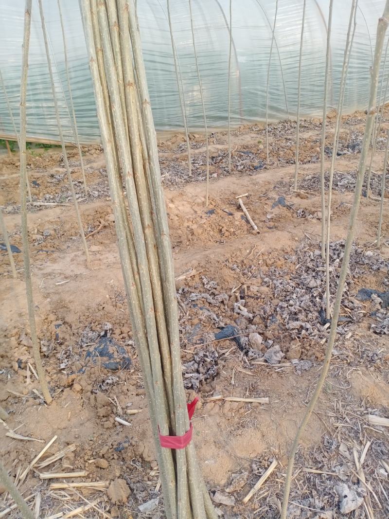泗水县杨柳镇郭家庄村白皮，无棉107种苗销售中，2个左右