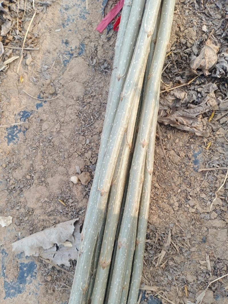 泗水县杨柳镇郭家庄村白皮，无棉107种苗销售中，2个左右