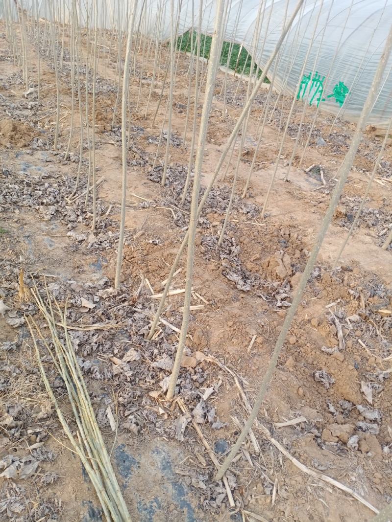 泗水县杨柳镇郭家庄村白皮，无棉107种苗销售中，2个左右