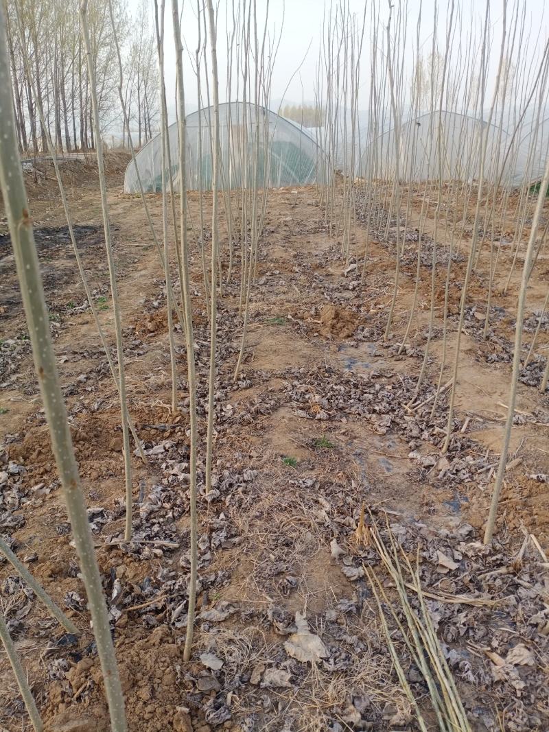 泗水县杨柳镇郭家庄村白皮，无棉107种苗销售中，2个左右