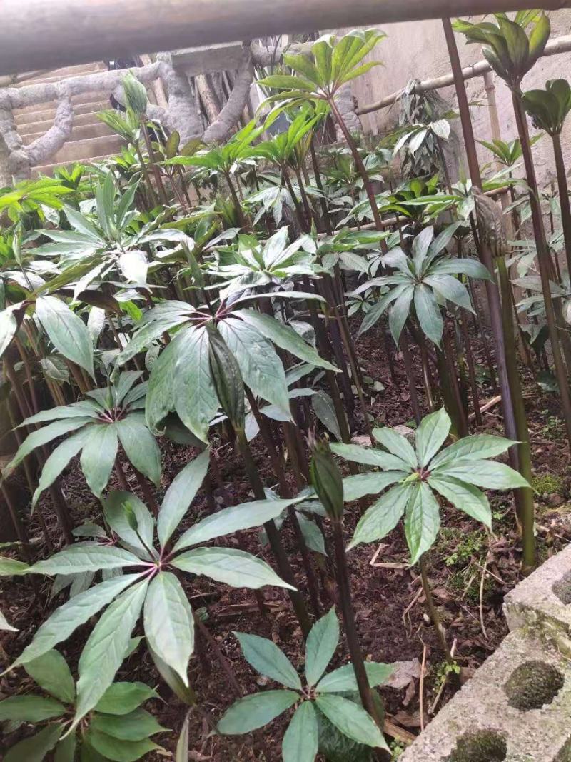 干货重楼600一公斤干货
