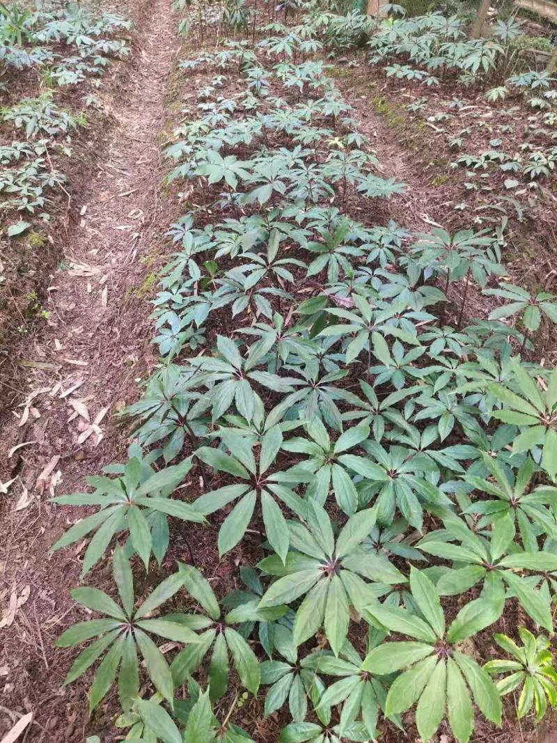 重楼苗三年苗四年苗统货