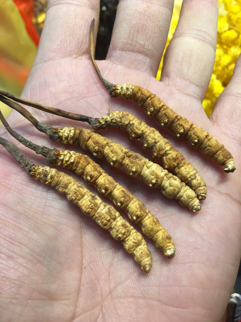 【冻干那曲虫草】一手货源冬虫夏草虫体金黄饱满味香营养更好