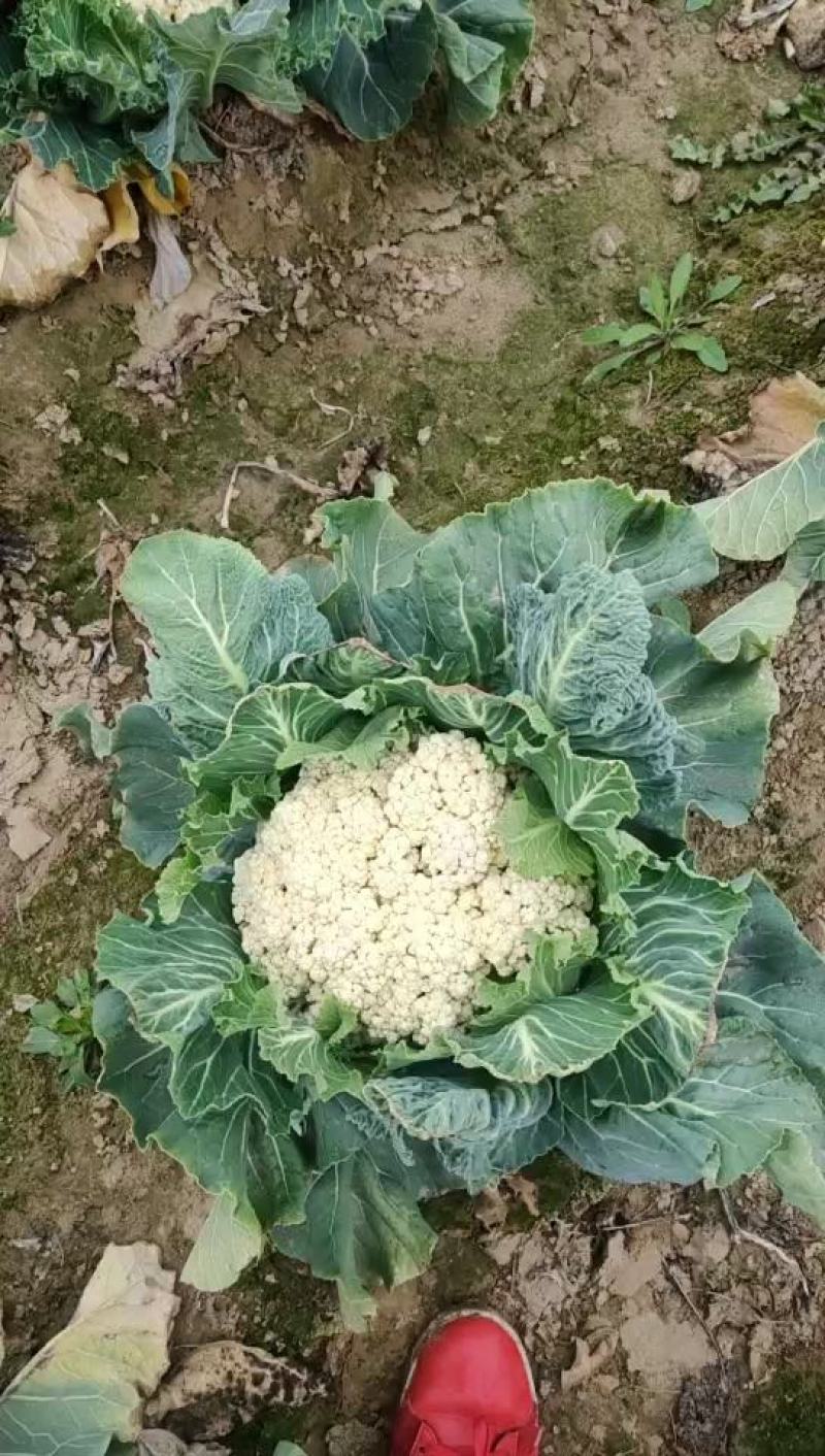 幵封大量供应有机花一万斤，质量一般。
