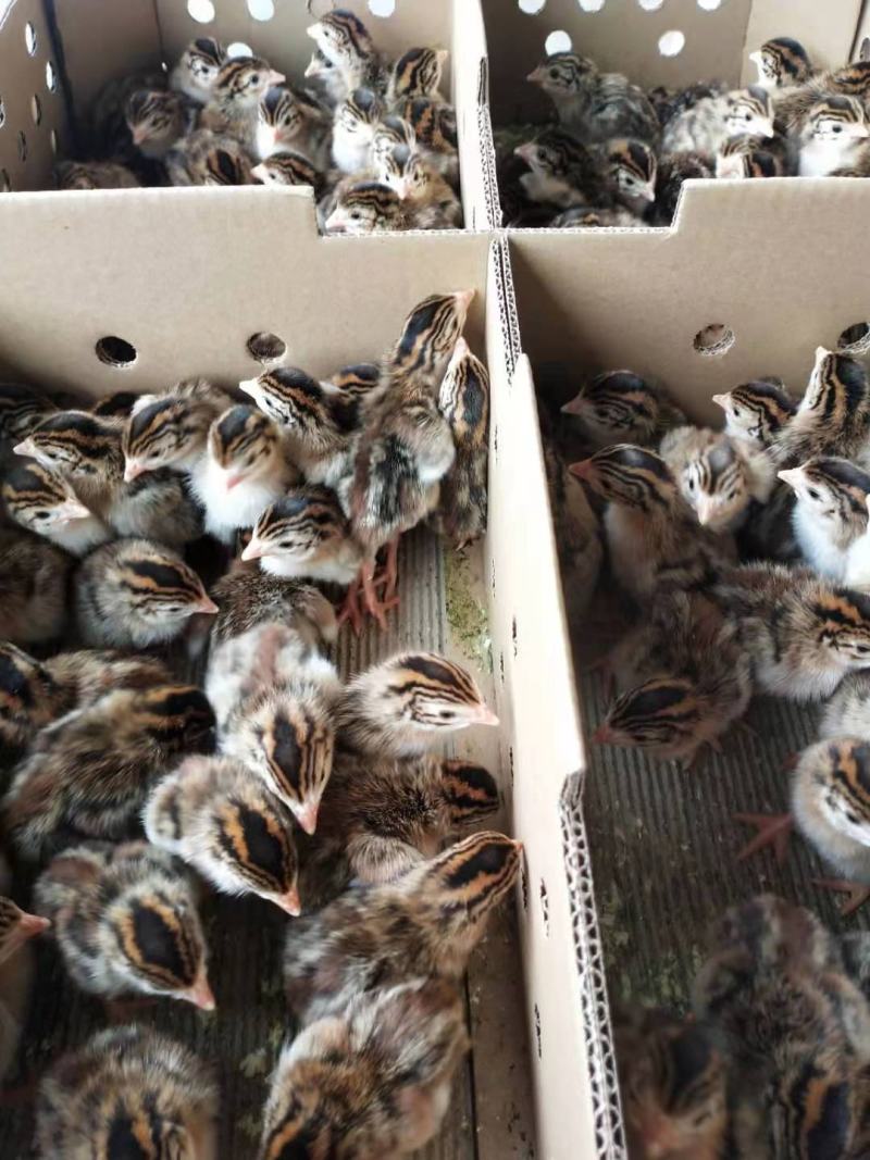 珍珠鸡苗优质珍珠鸡包疫苗品种保证