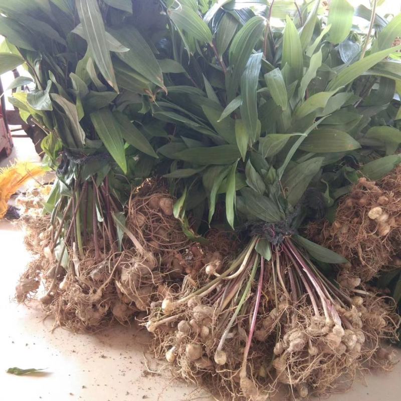 来自大自然深山黄精种苗