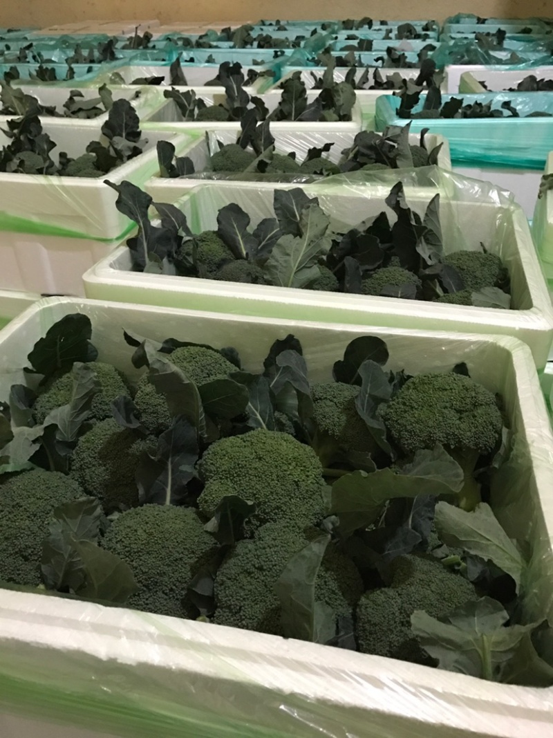 山东莒县万亩西兰花产地，耐寒西兰花，花球圆，小米粒