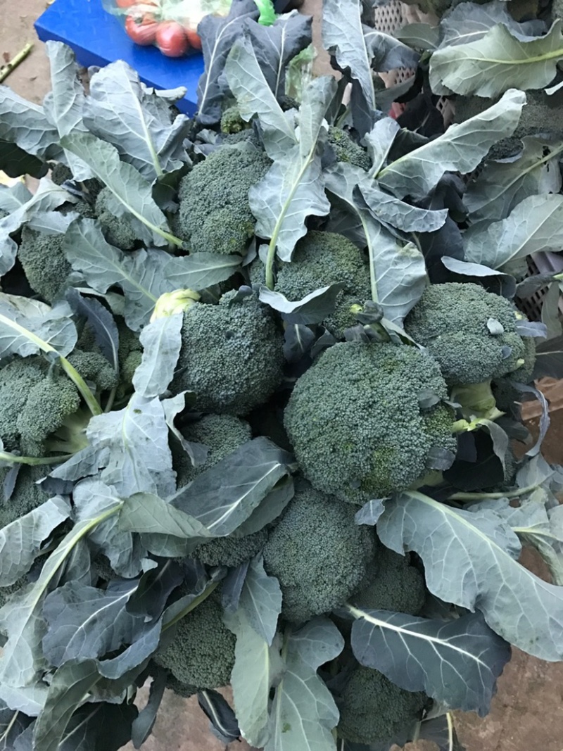山东莒县万亩西兰花产地，耐寒西兰花，花球圆，小米粒