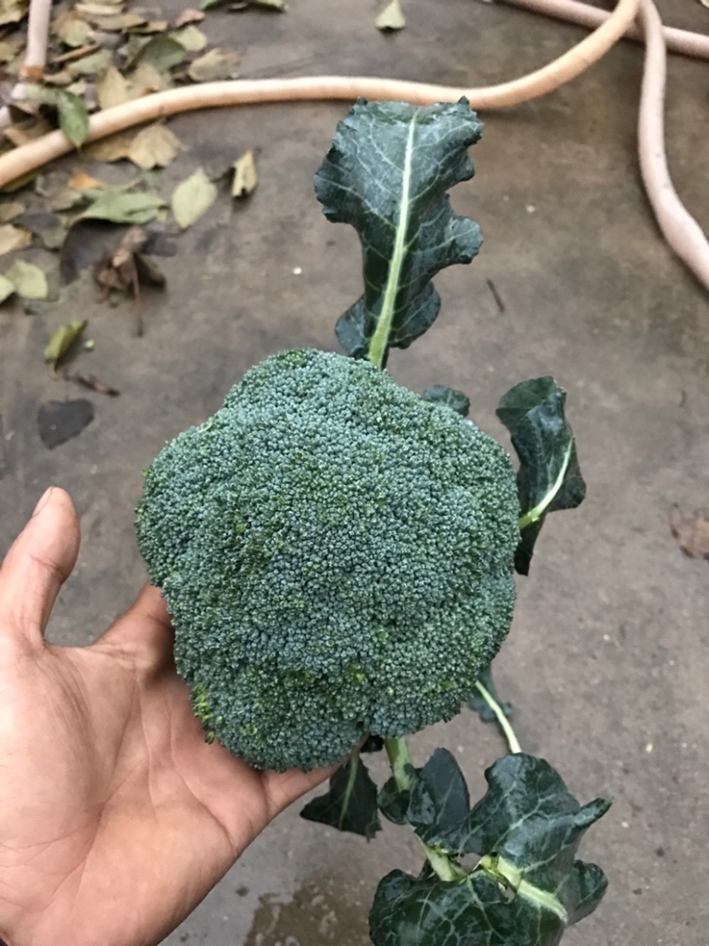 山东莒县万亩西兰花产地，耐寒西兰花，花球圆，小米粒