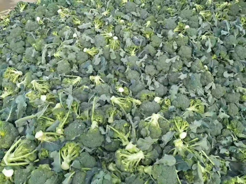山东莒县万亩西兰花产地，耐寒西兰花，花球圆，小米粒