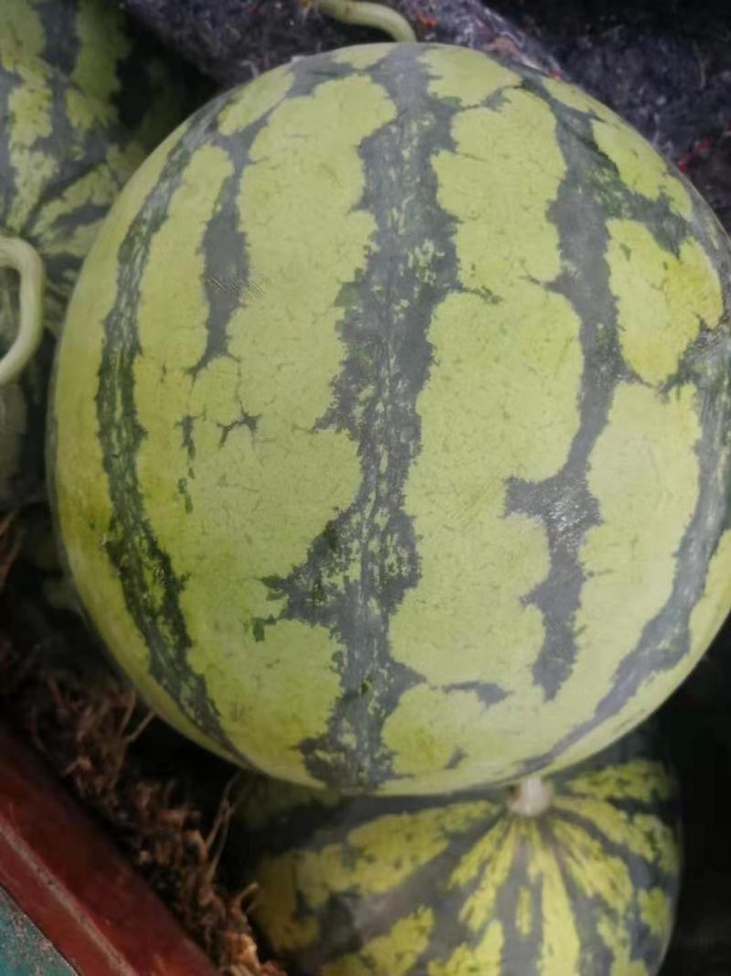 美都西瓜河南大量上市品质保证量大从优欢迎采购