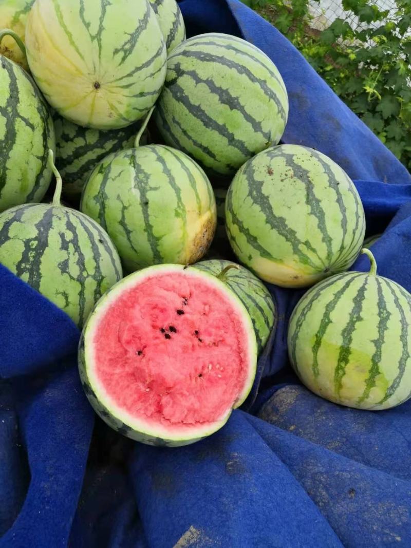 美都西瓜河南大量上市品质保证量大从优欢迎采购