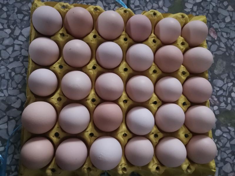 新鲜鸡蛋谷物喂养营养鸡蛋批发一件代发农家土鸡蛋