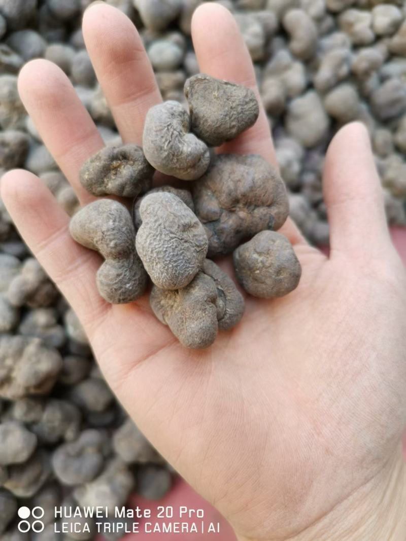 野生雷丸，产地直销，大货量大从优