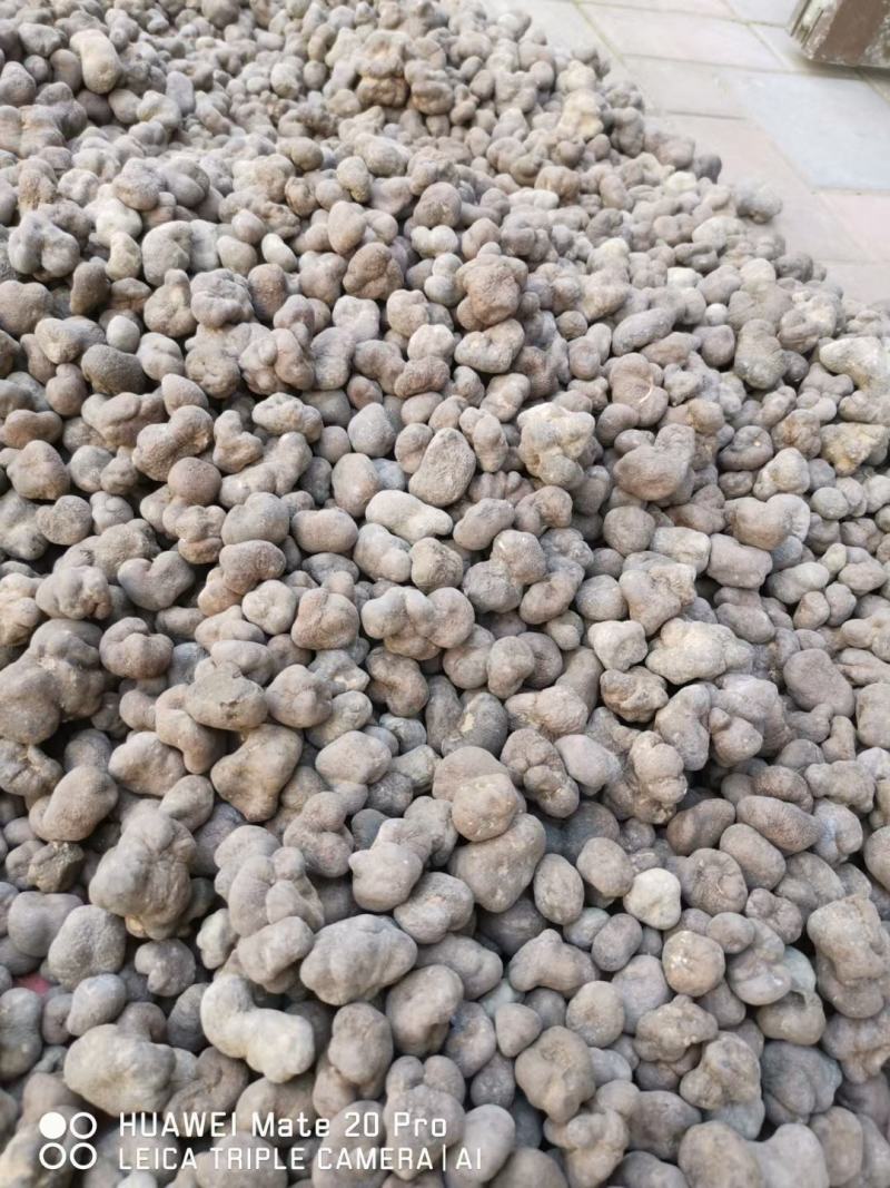 野生雷丸，产地直销，大货量大从优