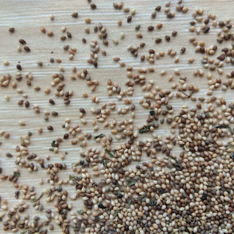 新产紫花地丁籽紫花地丁种子甜地丁籽多年生可在线交易