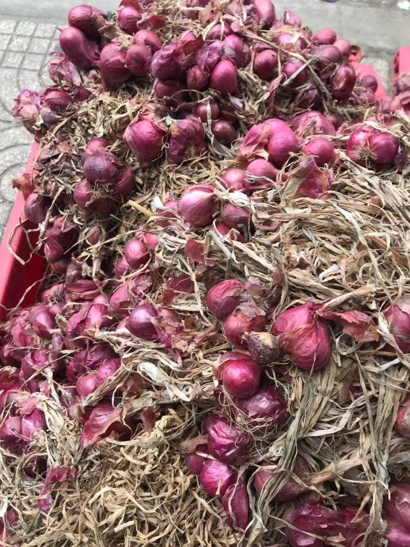 小红葱头香葱头越南进口小香葱头干红葱独红葱