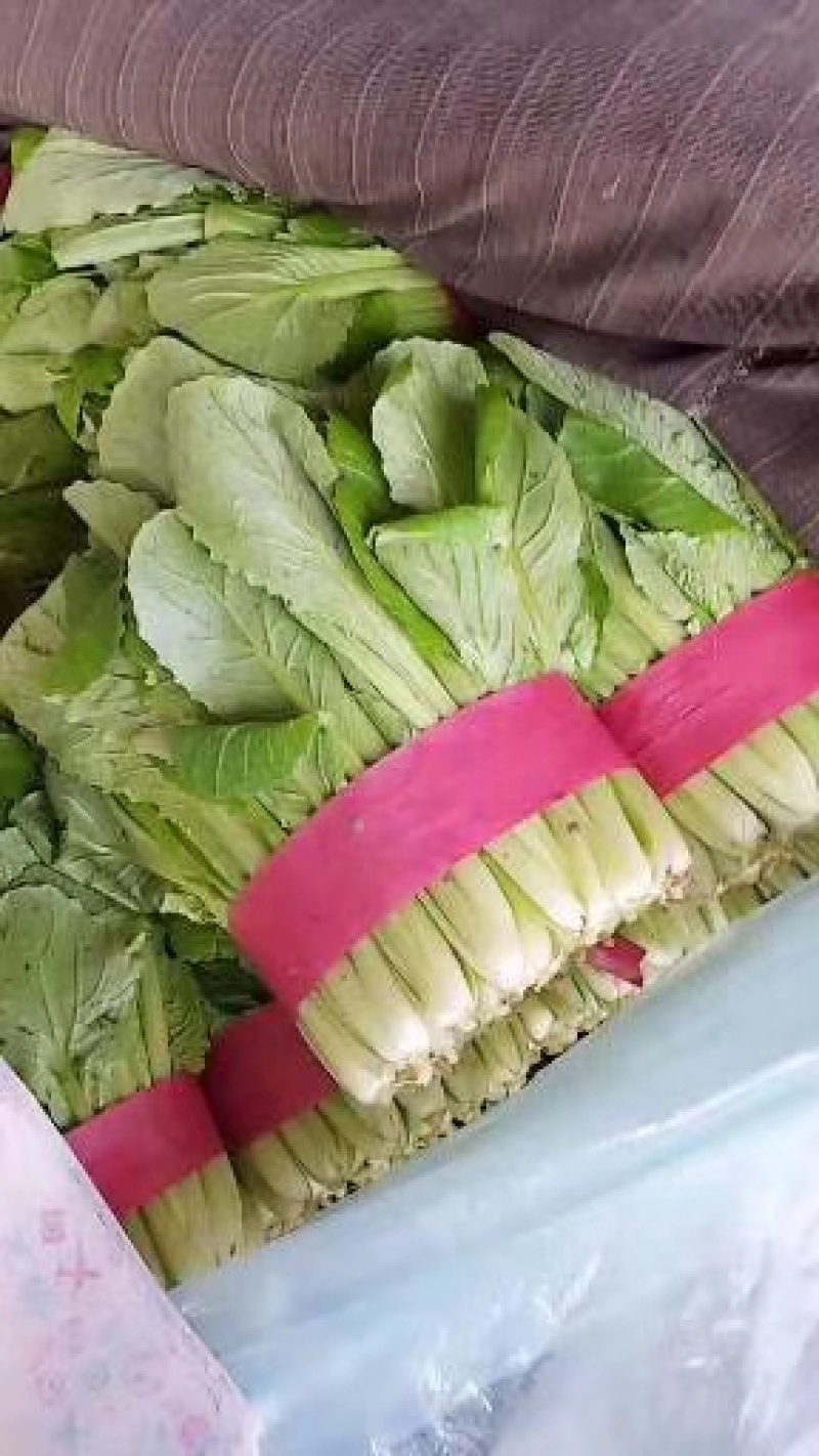 河北小白菜大量上市中产地直供诚信致上质量保证欢迎选购