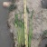 梭鱼草水生植物工程类袋苗湿地公园