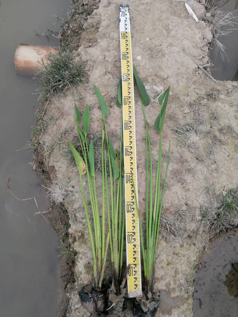 梭鱼草水生植物工程类袋苗湿地公园