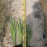 梭鱼草水生植物工程类袋苗湿地公园