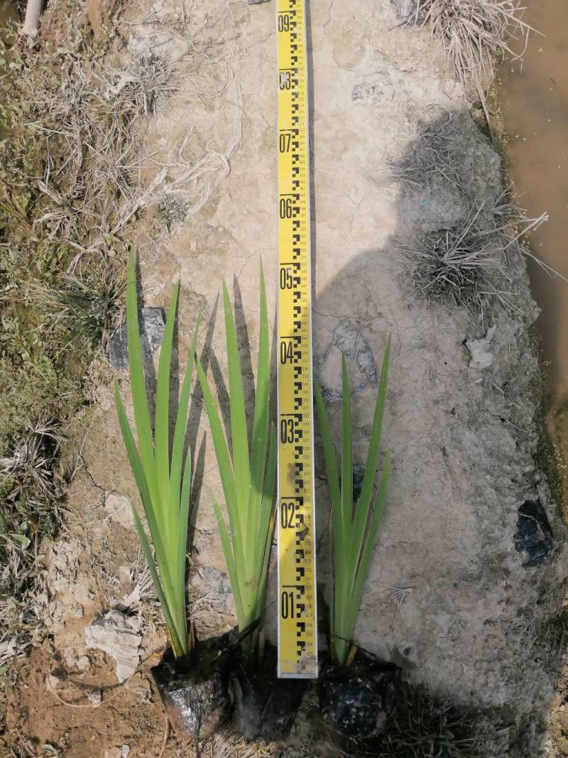 梭鱼草水生植物工程类袋苗湿地公园