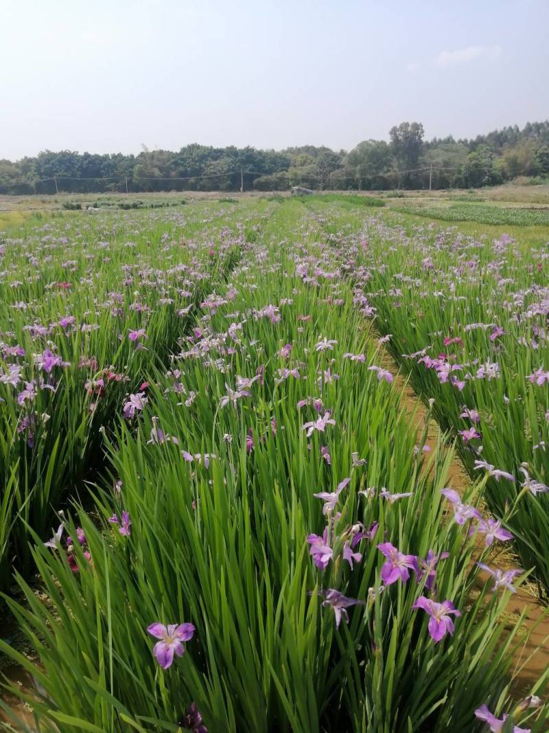 梭鱼草水生植物工程类袋苗湿地公园