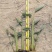 梭鱼草水生植物工程类袋苗湿地公园