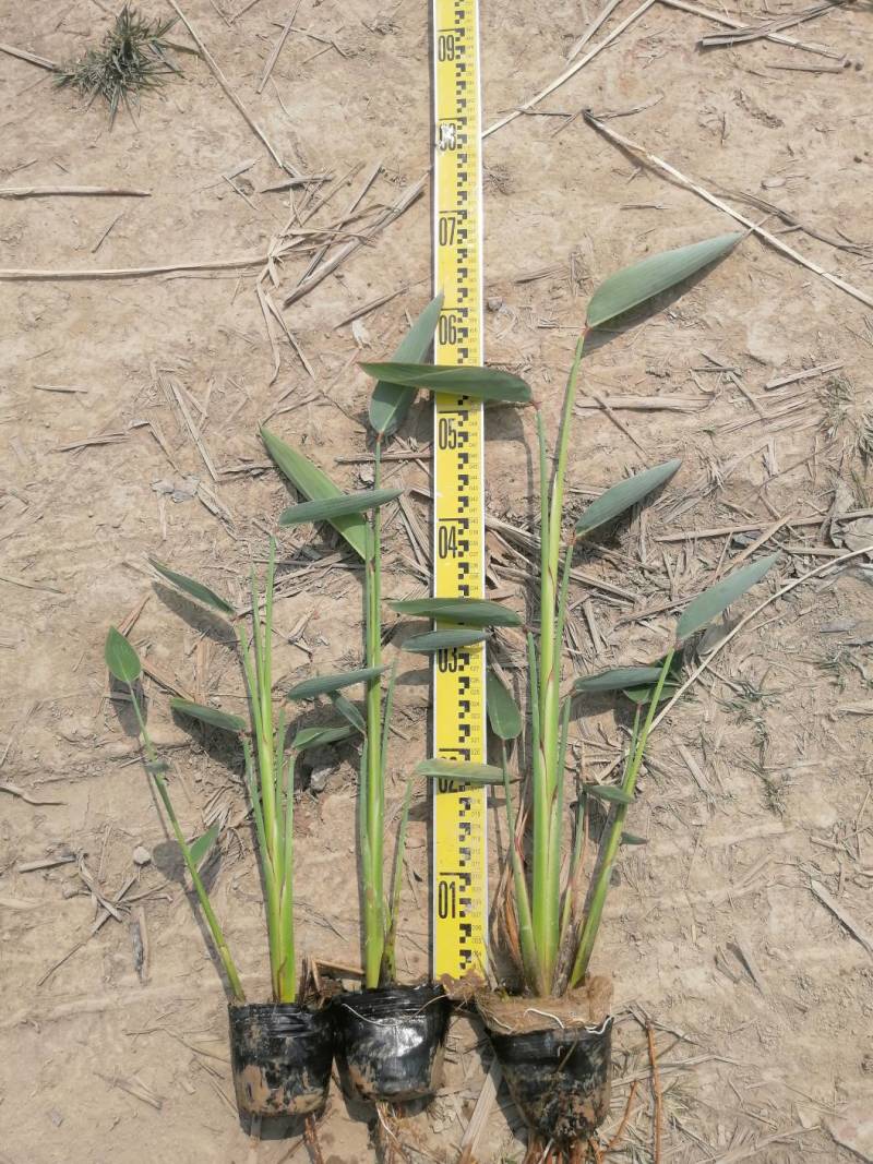 梭鱼草水生植物工程类袋苗湿地公园