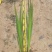 梭鱼草水生植物工程类袋苗湿地公园