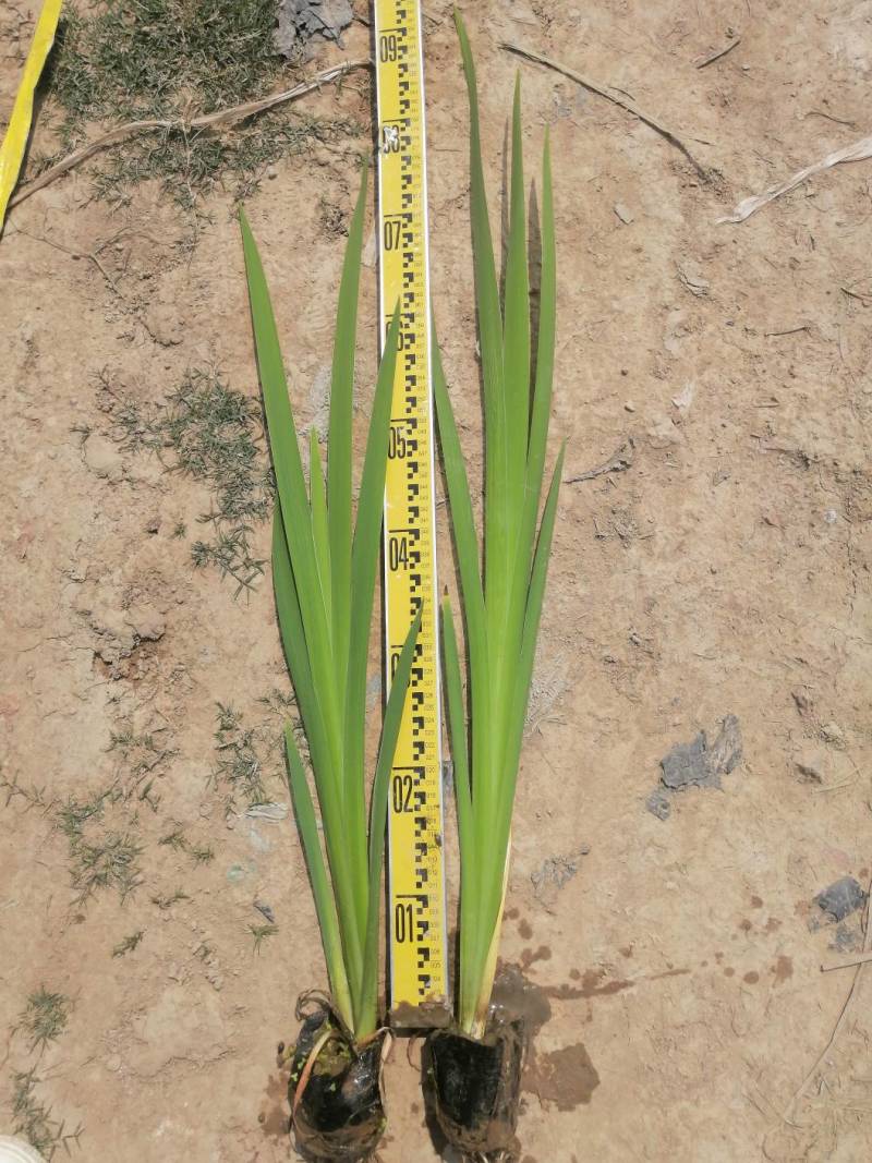 梭鱼草水生植物工程类袋苗湿地公园