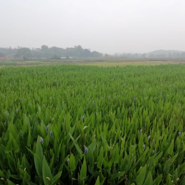 梭鱼草水生植物工程类袋苗湿地公园