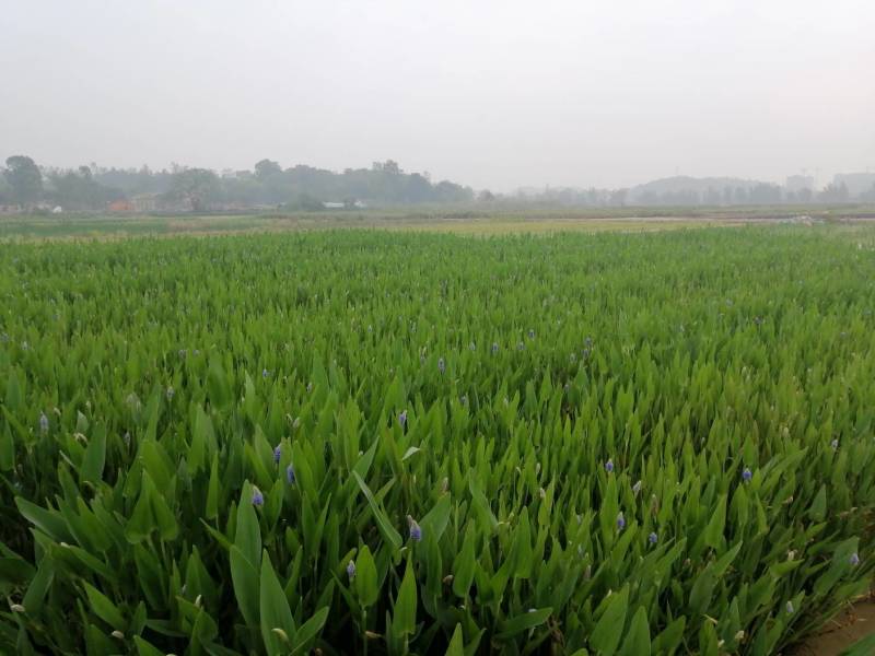 梭鱼草水生植物工程类袋苗湿地公园