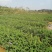 梭鱼草水生植物工程类袋苗湿地公园