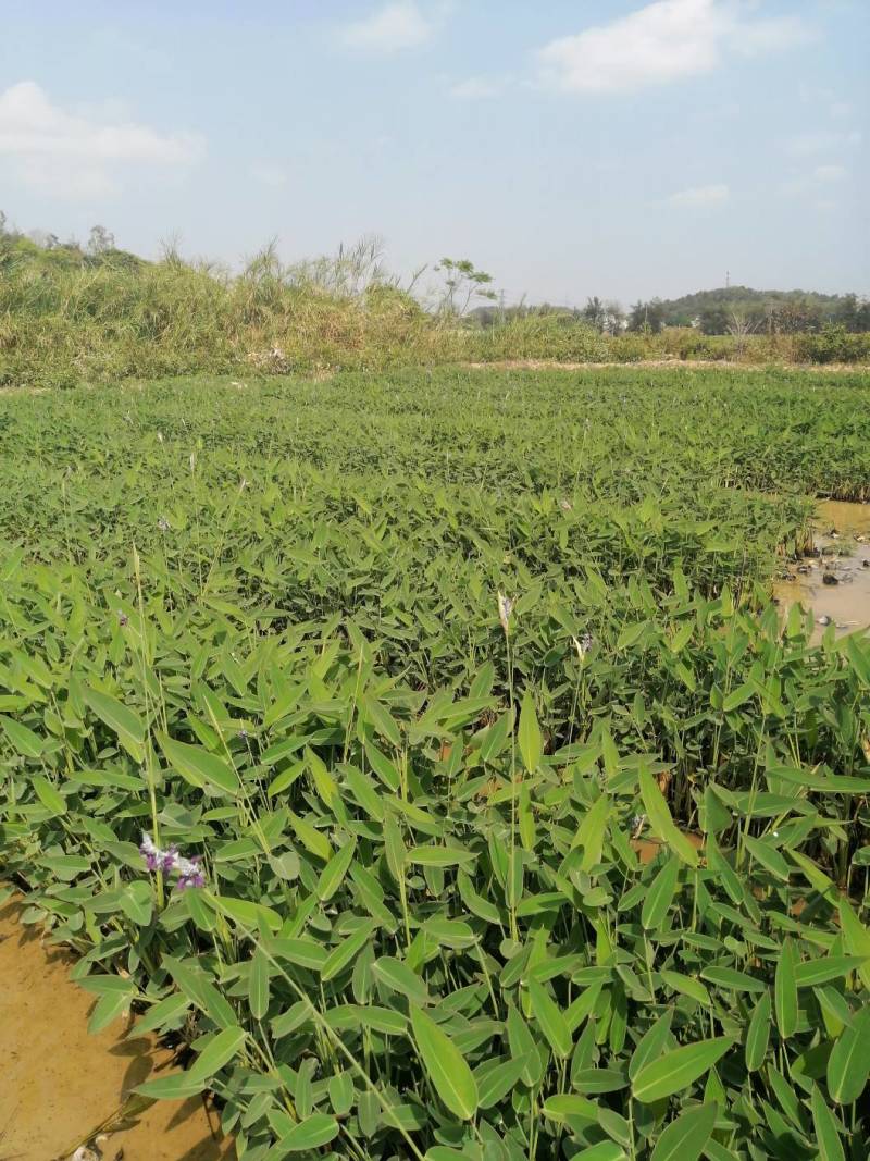 梭鱼草水生植物工程类袋苗湿地公园
