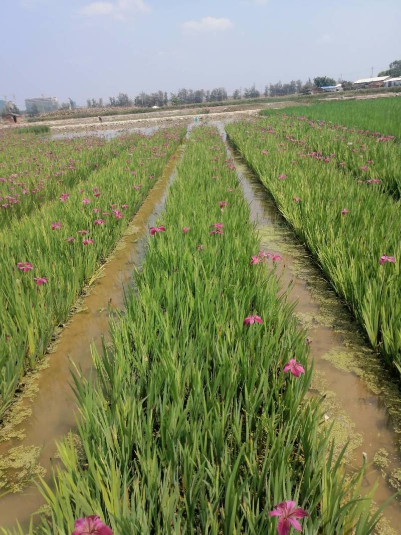 梭鱼草水生植物工程类袋苗湿地公园