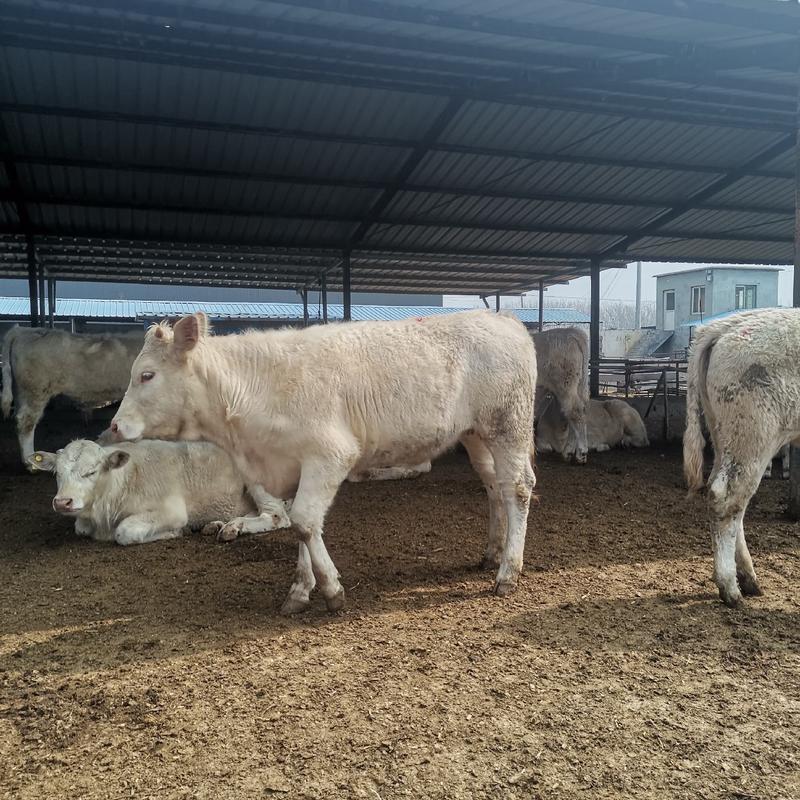 吨牛品种牛，夏洛莱牛西门塔尔牛，全国包送