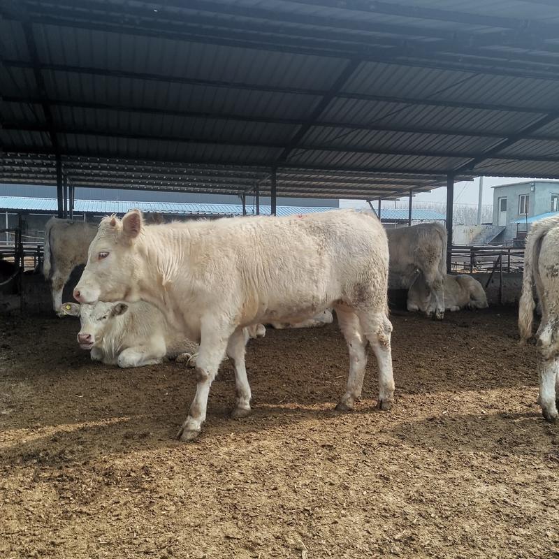 吨牛品种牛，夏洛莱牛西门塔尔牛，全国包送