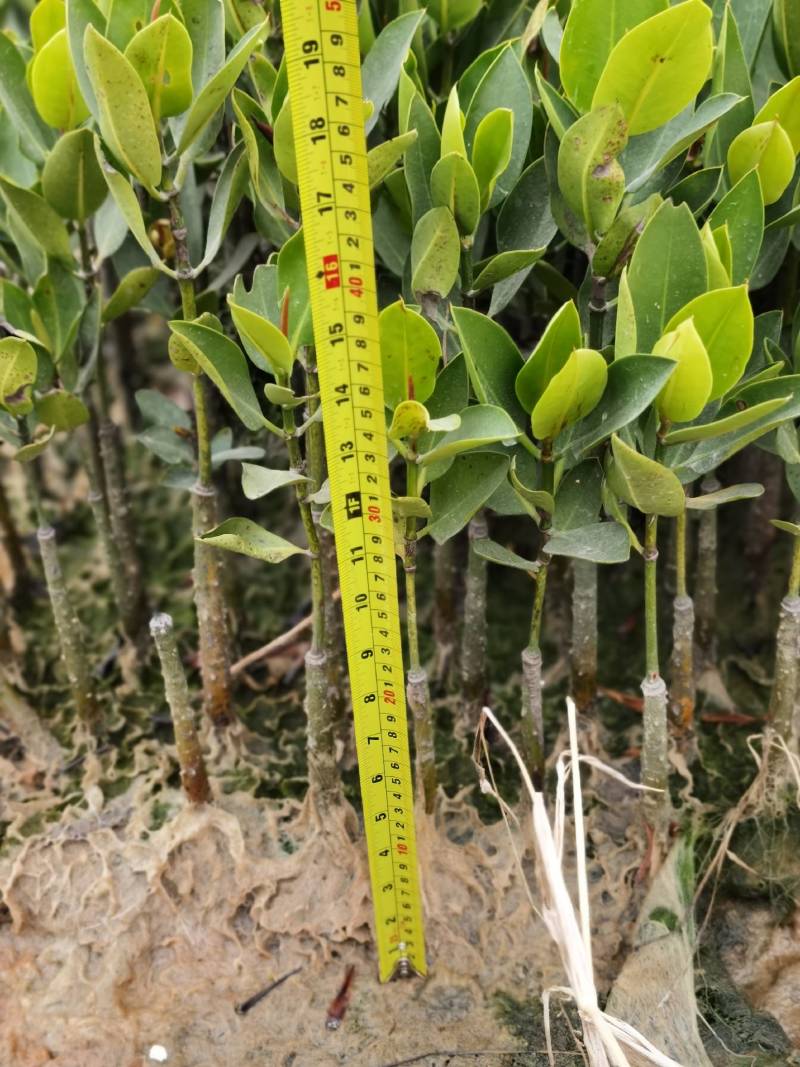 红海榄红树林沿海滩涂湿地森林打造工程类袋苗