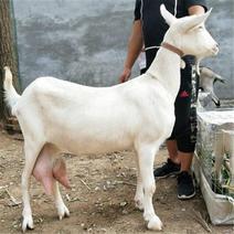 一天产奶8-15斤的萨能奶山羊青年羊羔羊关中奶山羊