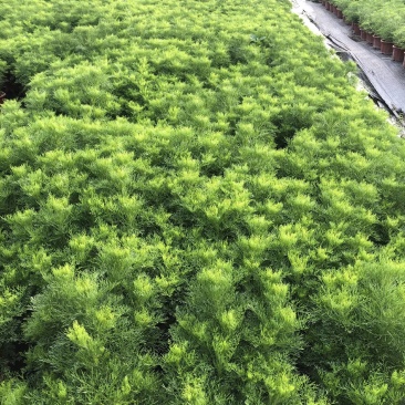 假蒿盆苗花镜植物造景园林