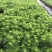 假蒿盆苗花镜植物造景园林