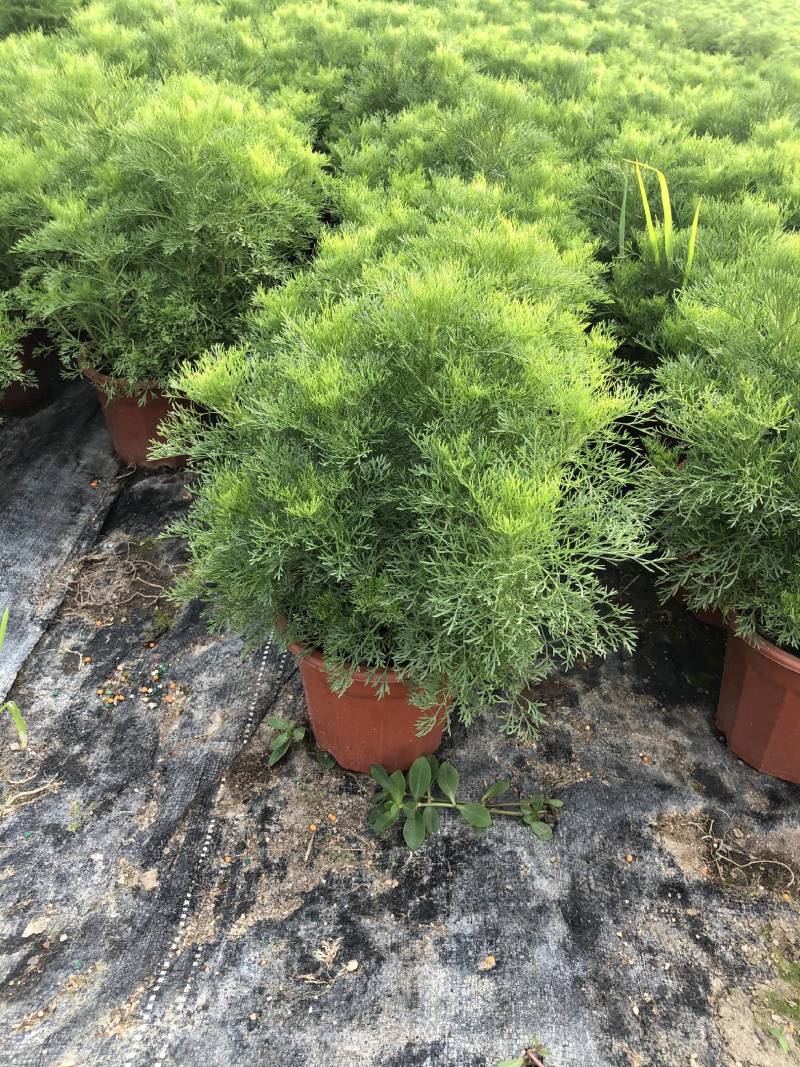 假蒿盆苗花镜植物造景园林