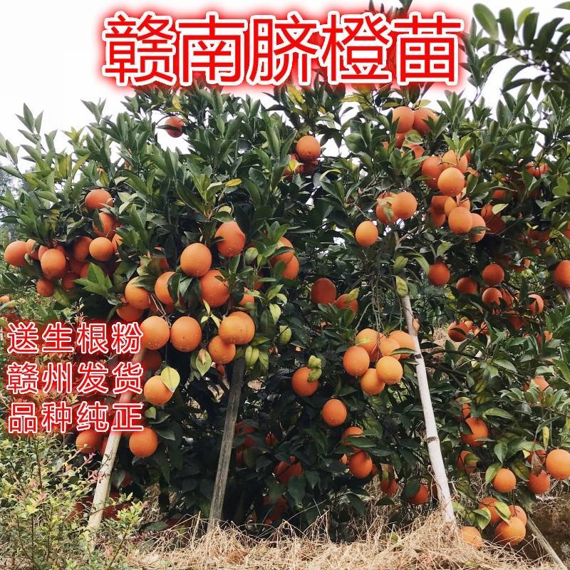 橙子苗，纽荷尔脐橙苗，自家果园百亩育苗基地，根系发达、抗寒