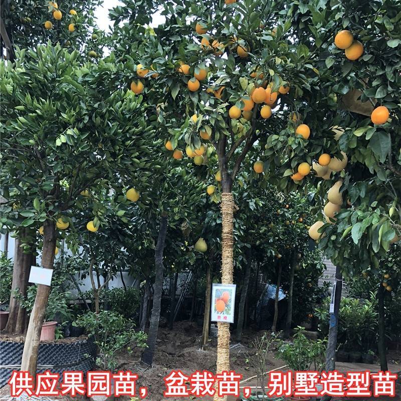 橙子苗，纽荷尔脐橙苗，自家果园百亩育苗基地，根系发达、抗寒