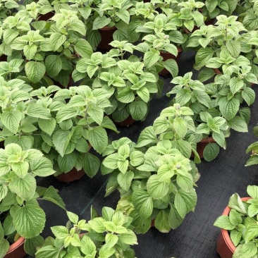 蓝霸鼠尾草盆苗花镜植物园林造景园林绿化